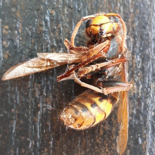 A Hornet, Dead