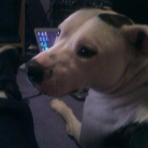 Snoopy Dubz - Stimpy -