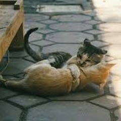 Thinking About Tomorrow by Beth Orton