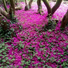 Awareness of the Breath