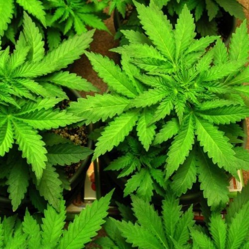 Episode 32 - Medicinal Cannabis