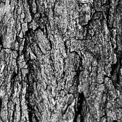 The Tallest Tree in Paradise