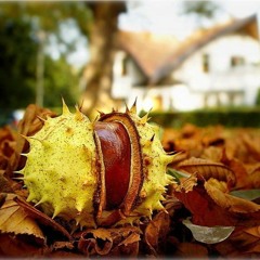 Каштановый блюз - Олег Шак