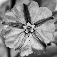 Los Piojos - Doña Ines