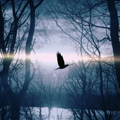Twilight Of The Birds