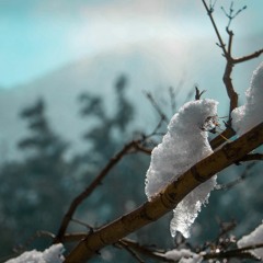 Los Piojos - Año Gallo