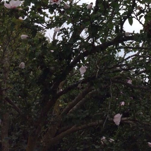 BILLIEDALOHC - SEAFOOD [HURTPROJECT]