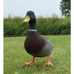 Woerd