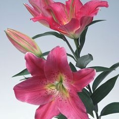 Josi Lilydon- I Need Teeth