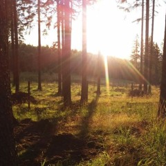 The Light Through The Trees