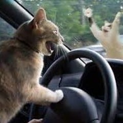 Drive She Said