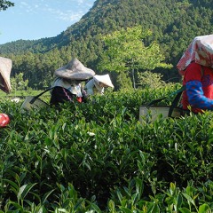 Floating Leaves Mini-Doc #1