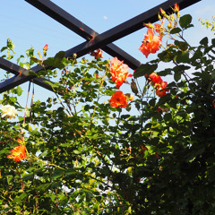 HCMJ - "Sky Cafe (의미)"