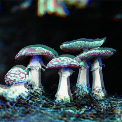 Shrooms