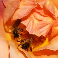 me &&& u (sundried souls edit)