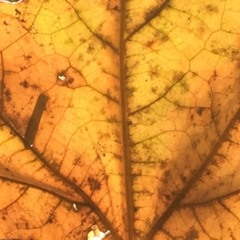 aperture st. (2nd draft)