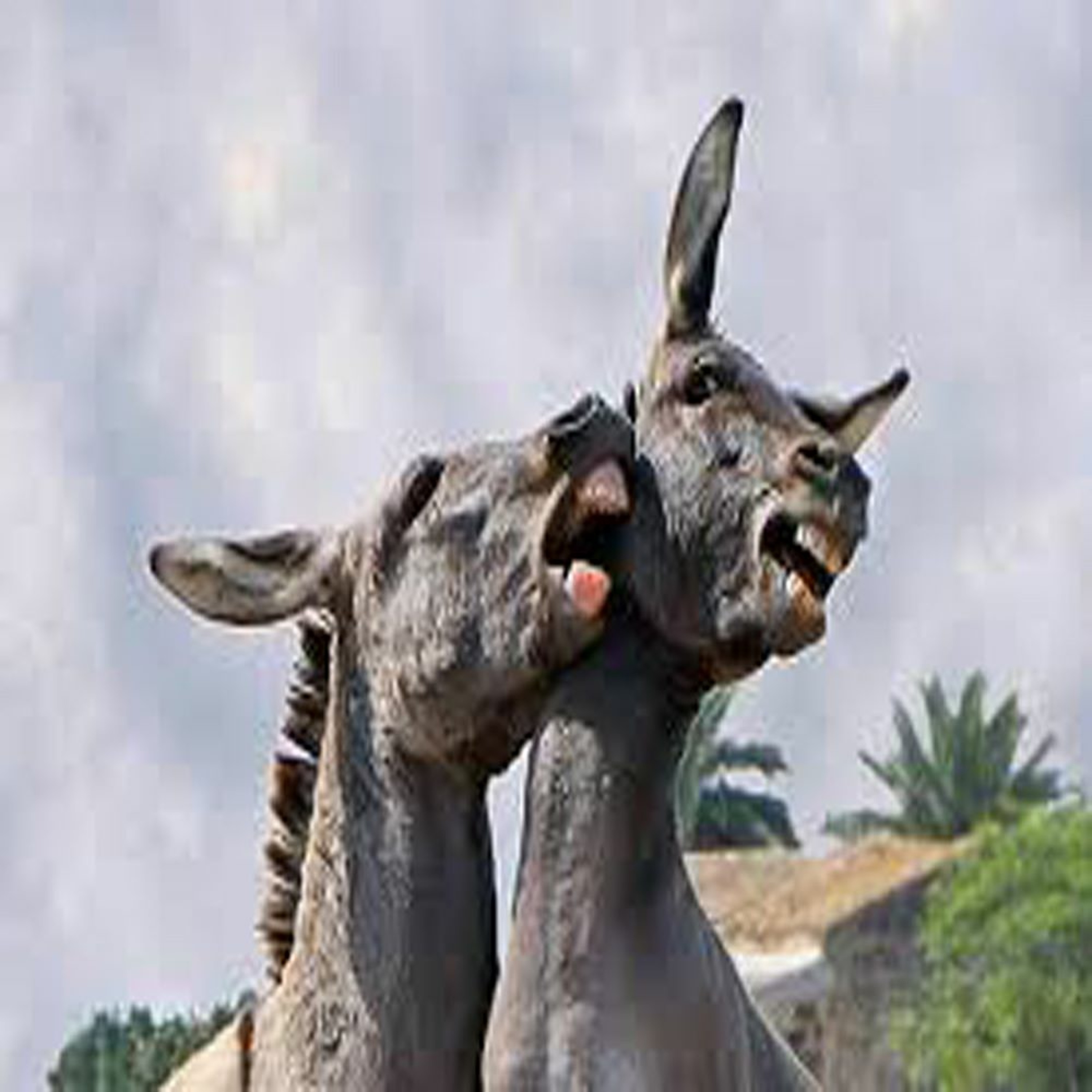 Two Jack Asses episode artwork