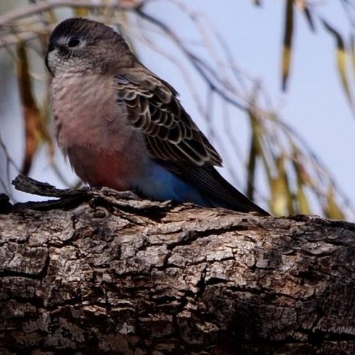 Bourke’s Parrot (Neopsephotus bourkii, Psittacidae, Parrots) southwest Queensland, Australia