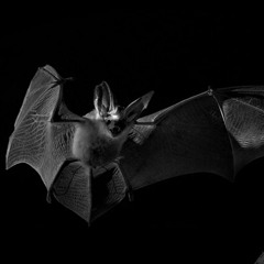 Bat