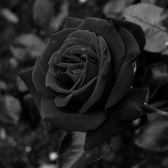 Black Rose (preview)