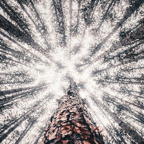 Dashed Lights - Ethnic House music set inspired by the dashed lights in the forest of Belgrad.