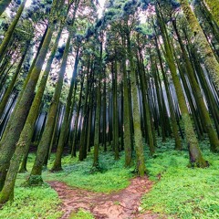 The Pines (original song) (demo)