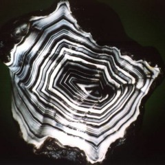 Zentron (Reason 2004)