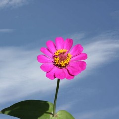 Let me grow (Prod. By B.Young)