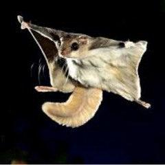 Mem Pamal - Live Korrigan 2003