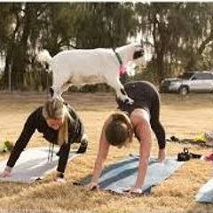 Goat Yoga ft. Dru