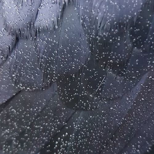 7Rain {Front 242 Cover}