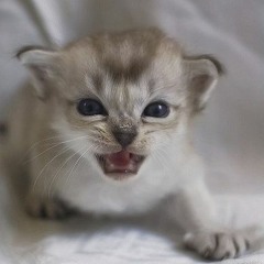 Bellicose Kitten