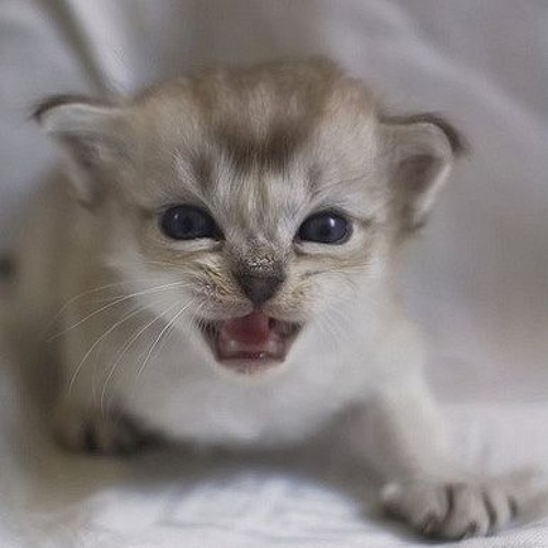 Bellicose Kitten