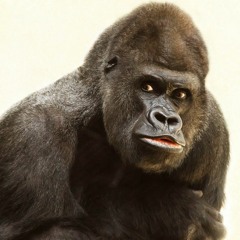 Remix Apolocalyps Now