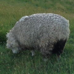 Improv: Moritz Sembritzki/Robert Lucaciu/Philipp Scholz