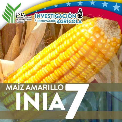 Stream Cápsula Maíz Amarillo INIA 7 by INIA VENEZUELA | Listen online for  free on SoundCloud