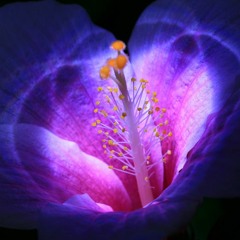 Bloom
