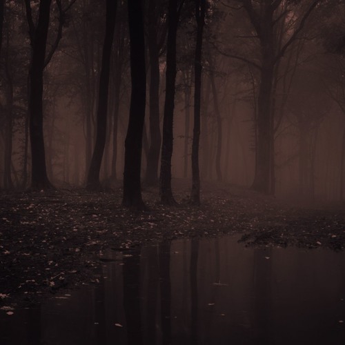 Whispers in Darknest Forest