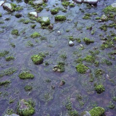 PIXELSYNTH Somerset 001