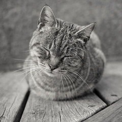 The Sleepy Feline's Indie Playlist
