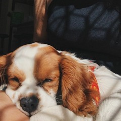 my puppy sleeps in my room sometimes and I noticed her fav to fall asleep to was classical