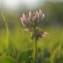 Clover