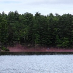 Purple Mist