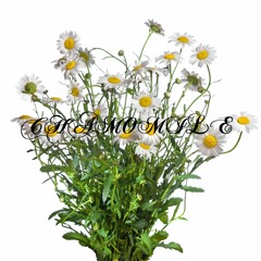 Chamomile