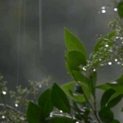 💜💭تلاوة من سورة الحجر - عمير شميم