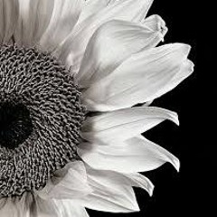 Sunflower(Shannon Purser)Cover