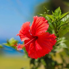 Shiloh Dynasty - lady hero v4 130bpm  Free Download