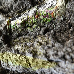 Conifer Mouth
