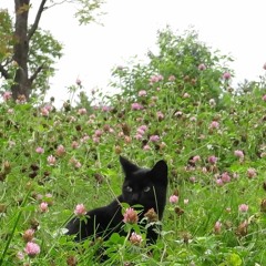 Black Cat Sitting in a Field of Clovers