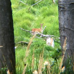 180703 05:04 Fallow Deer Doe